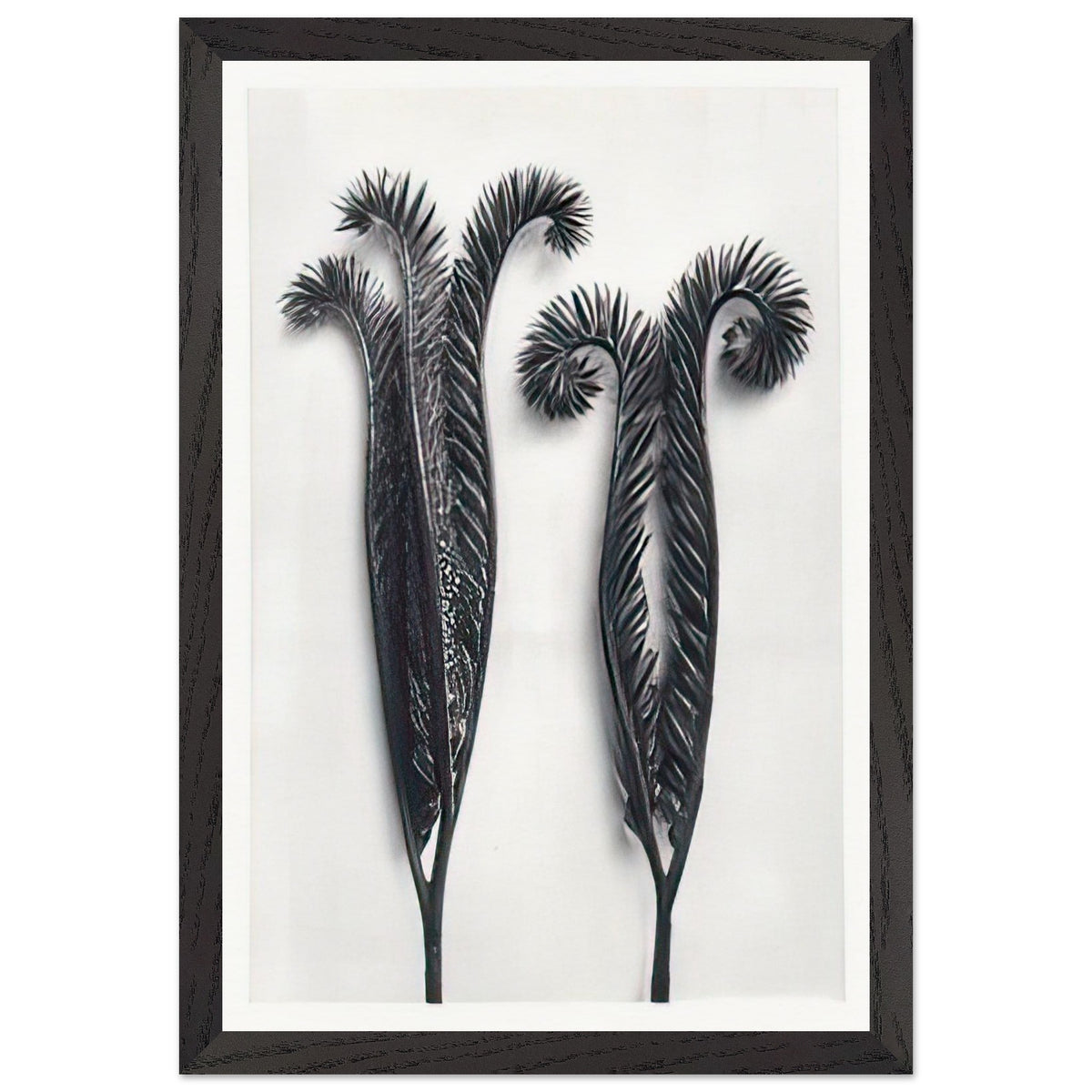 Art Forms in Nature 97 by Karl Blossfeldt, framed poster, view 2