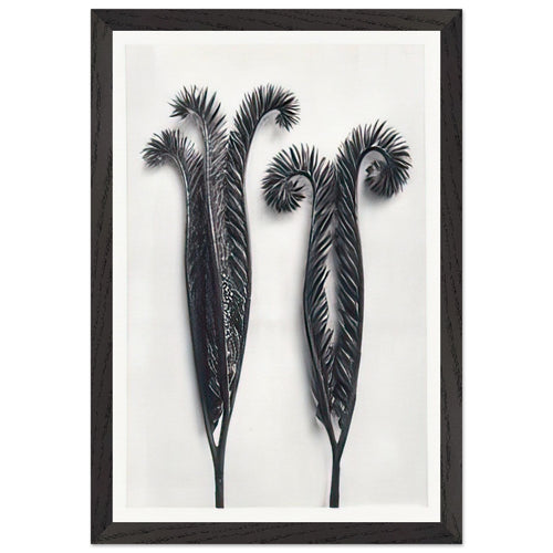 Art Forms in Nature 97 by Karl Blossfeldt, framed poster, view 2