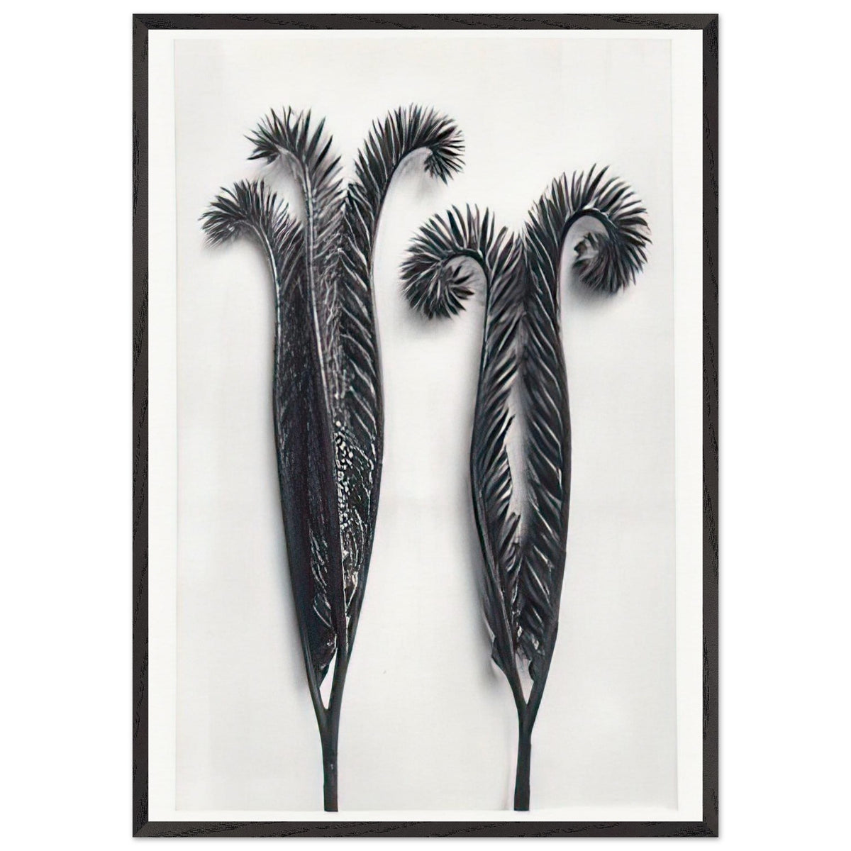 Art Forms in Nature 97 by Karl Blossfeldt, framed poster, view 3