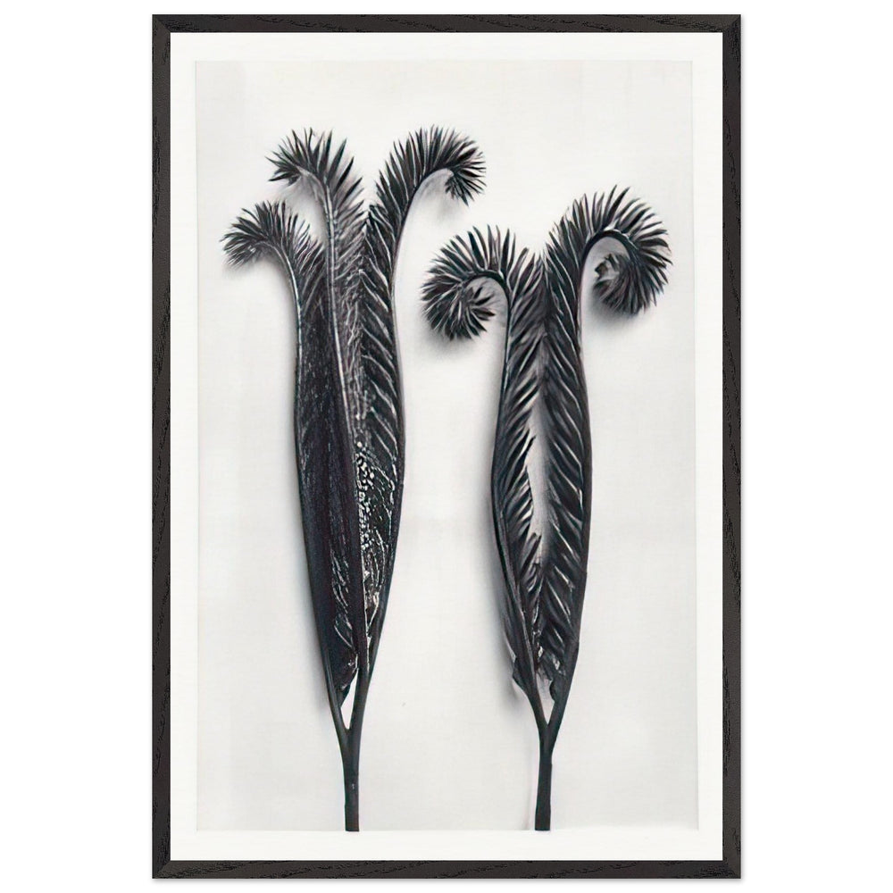 Art Forms in Nature 97 by Karl Blossfeldt, framed poster