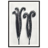 Art Forms in Nature 97 by Karl Blossfeldt, framed poster