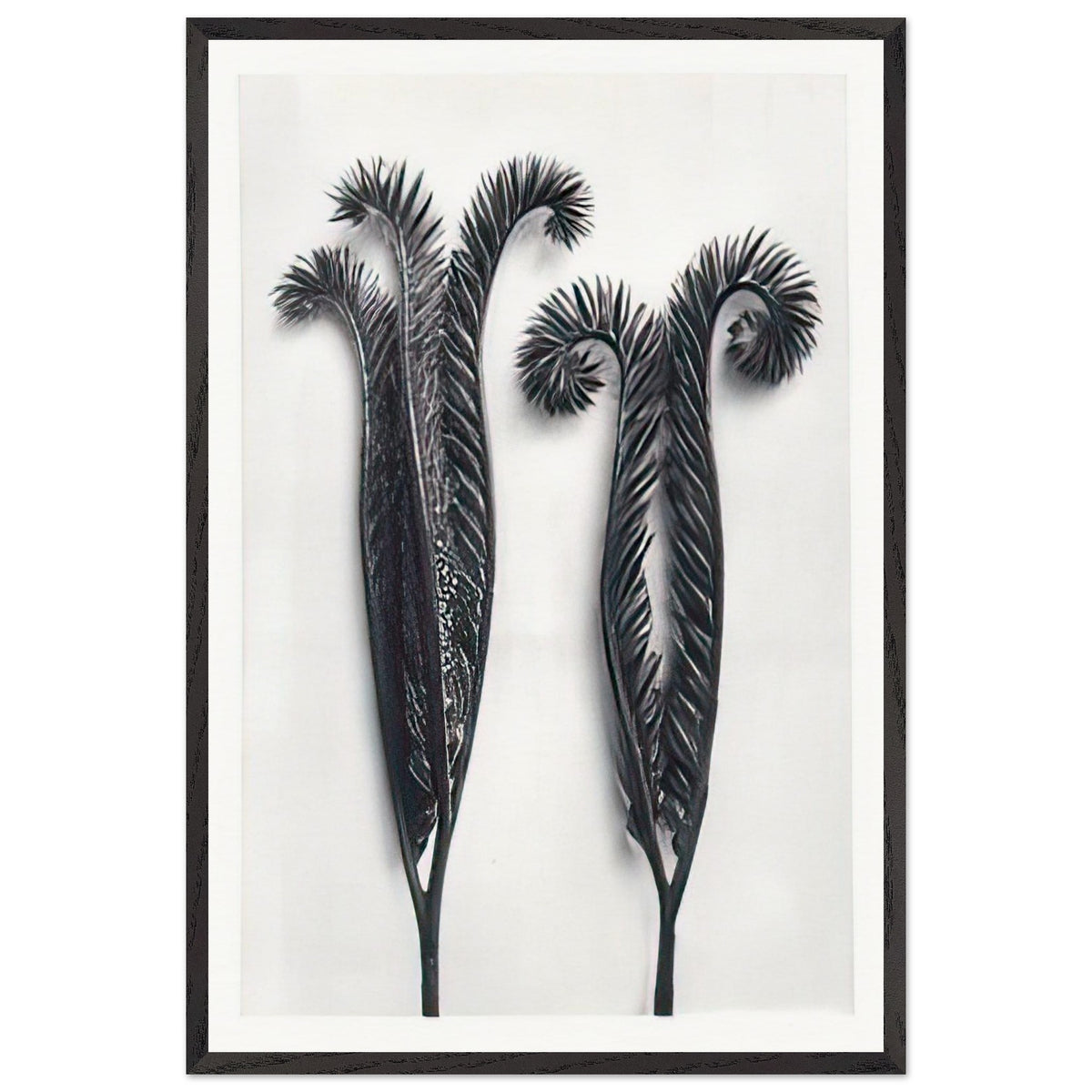 Art Forms in Nature 97 by Karl Blossfeldt, framed poster