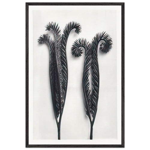 Art Forms in Nature 97 by Karl Blossfeldt, framed poster