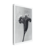 Art Forms in Nature 98 by Karl Blossfeldt, canvas, view 2