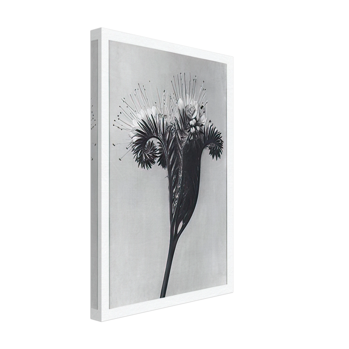 Art Forms in Nature 98 by Karl Blossfeldt, canvas, view 2