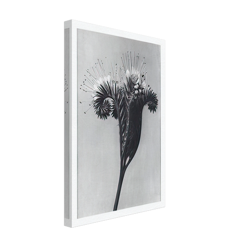 Art Forms in Nature 98 by Karl Blossfeldt, canvas, view 2
