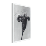 Art Forms in Nature 98 by Karl Blossfeldt, canvas