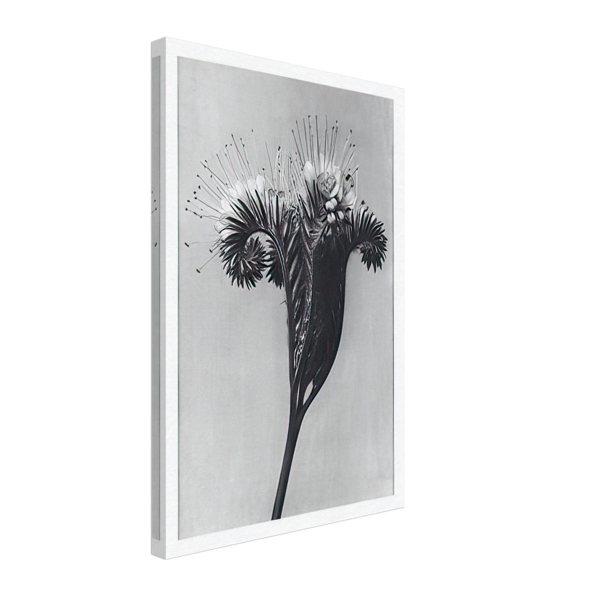 Art Forms in Nature 98 by Karl Blossfeldt, canvas