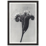 Art Forms in Nature 98 by Karl Blossfeldt, framed poster, view 2