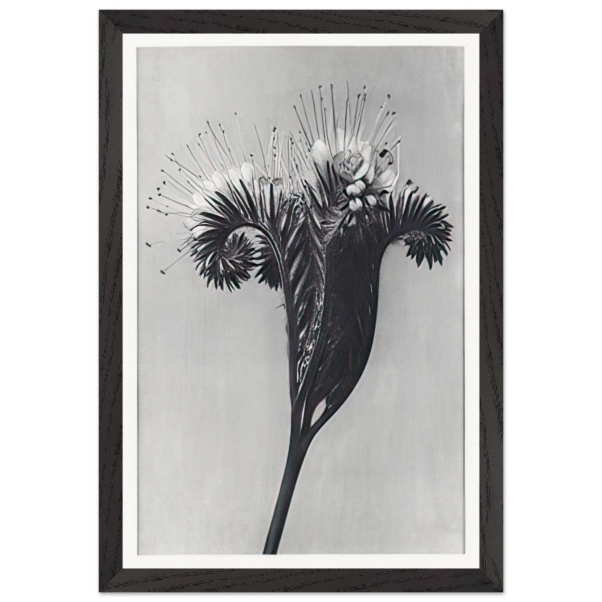 Art Forms in Nature 98 by Karl Blossfeldt, framed poster, view 2
