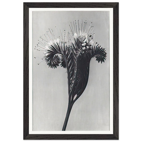 Art Forms in Nature 98 by Karl Blossfeldt, framed poster, view 2