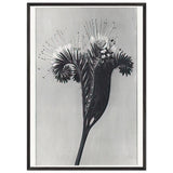 Art Forms in Nature 98 by Karl Blossfeldt, framed poster, view 3