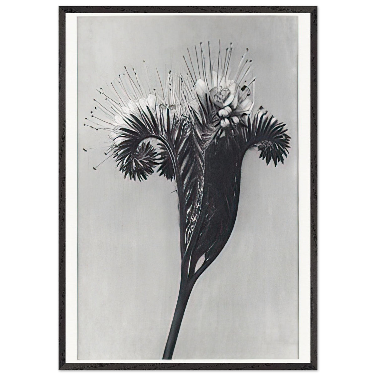 Art Forms in Nature 98 by Karl Blossfeldt, framed poster, view 3