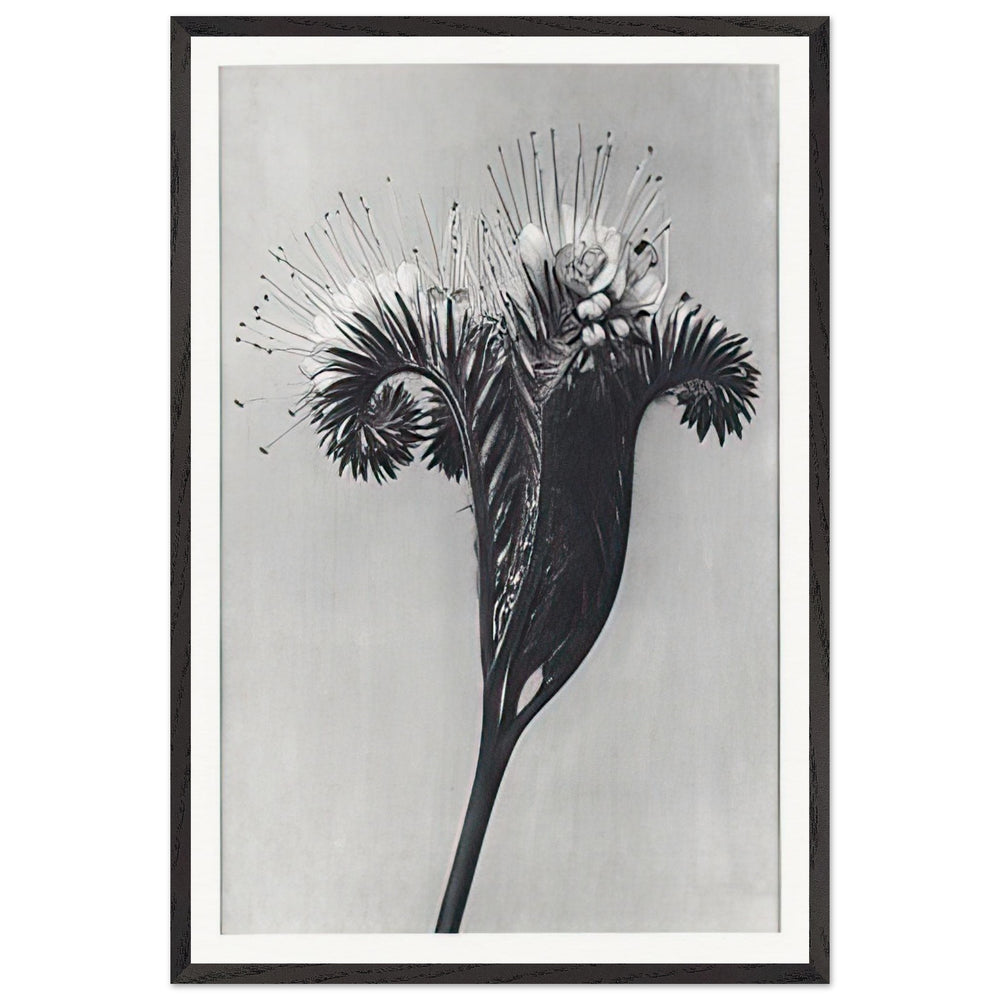 Art Forms in Nature 98 by Karl Blossfeldt, framed poster