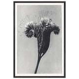 Art Forms in Nature 98 by Karl Blossfeldt, framed poster