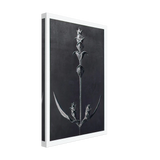 Art Forms in Nature 99 by Karl Blossfeldt, canvas, view 2