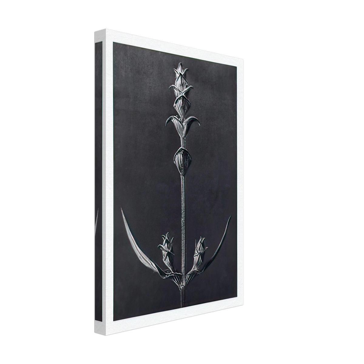 Art Forms in Nature 99 by Karl Blossfeldt, canvas, view 2