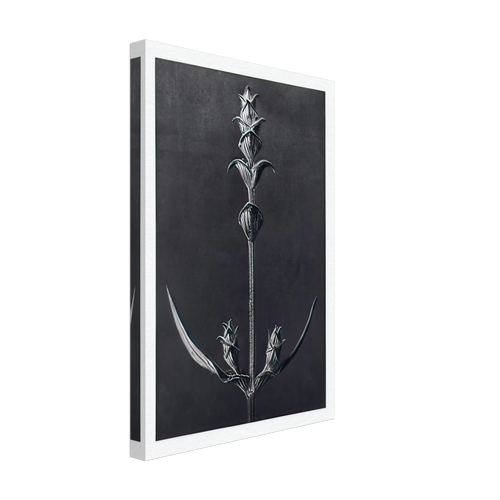 Art Forms in Nature 99 by Karl Blossfeldt, canvas, view 2