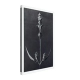 Art Forms in Nature 99 by Karl Blossfeldt, canvas