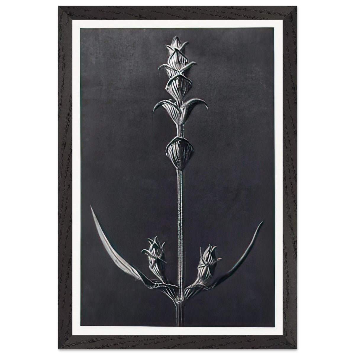 Art Forms in Nature 99 by Karl Blossfeldt, framed poster, view 2