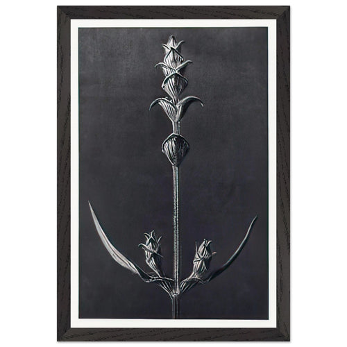 Art Forms in Nature 99 by Karl Blossfeldt, framed poster, view 2