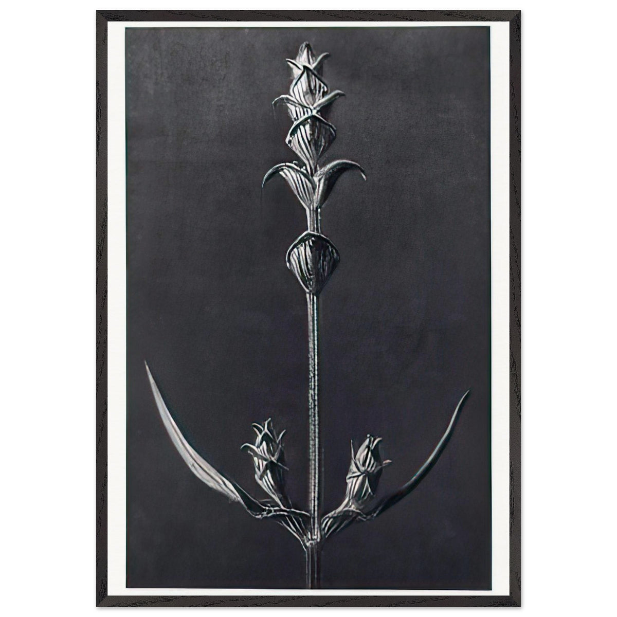 Art Forms in Nature 99 by Karl Blossfeldt, framed poster, view 3