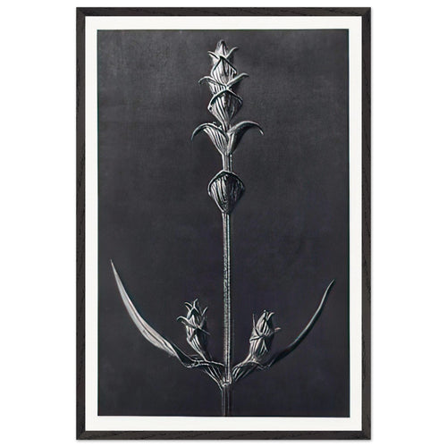 Art Forms in Nature 99 by Karl Blossfeldt, framed poster