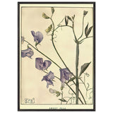Sweet Peas by Eleanor Fortescue-Brickdale, framed poster, view 3