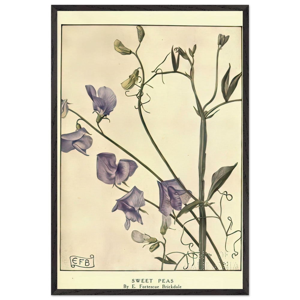 Sweet Peas by Eleanor Fortescue-Brickdale, framed poster