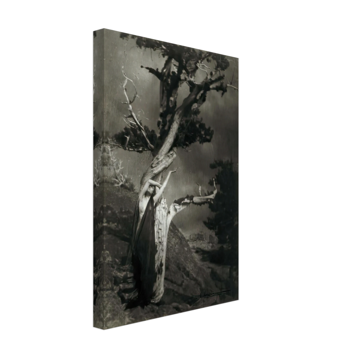 The Dying Cedar by Anne Brigman, canvas, view 2
