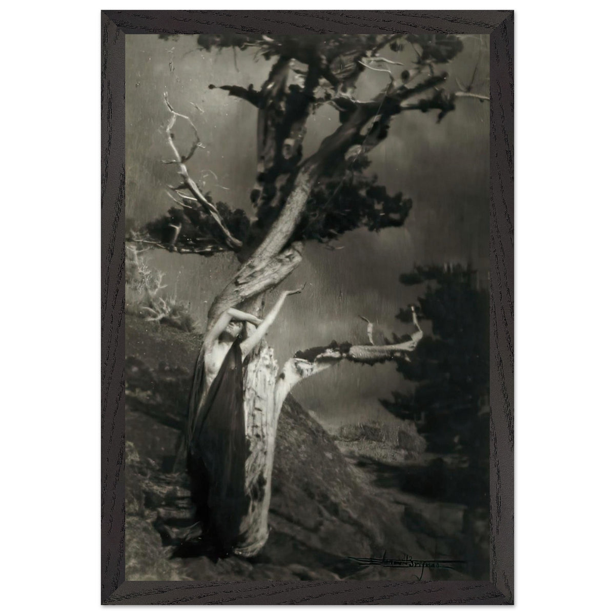 The Dying Cedar by Anne Brigman, framed poster, view 2