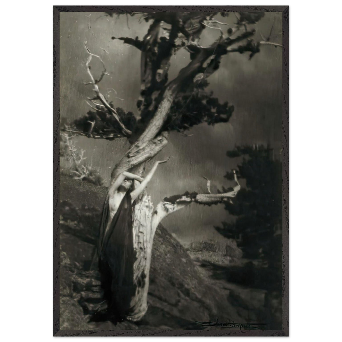 The Dying Cedar by Anne Brigman, framed poster, view 3